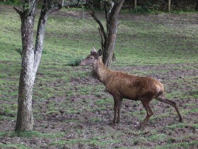 Ciervo3